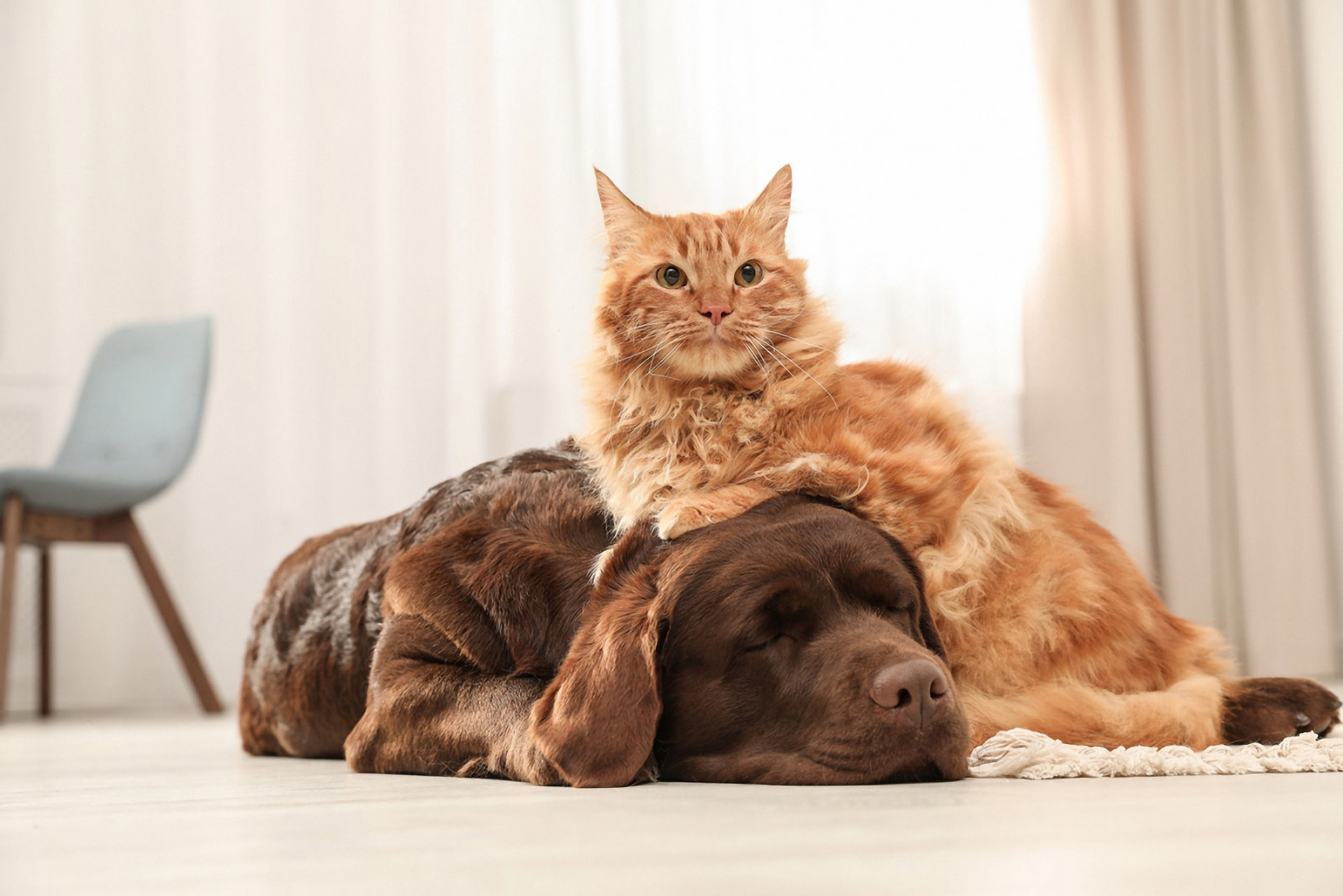 Un chat roux allongé sur un chien brun